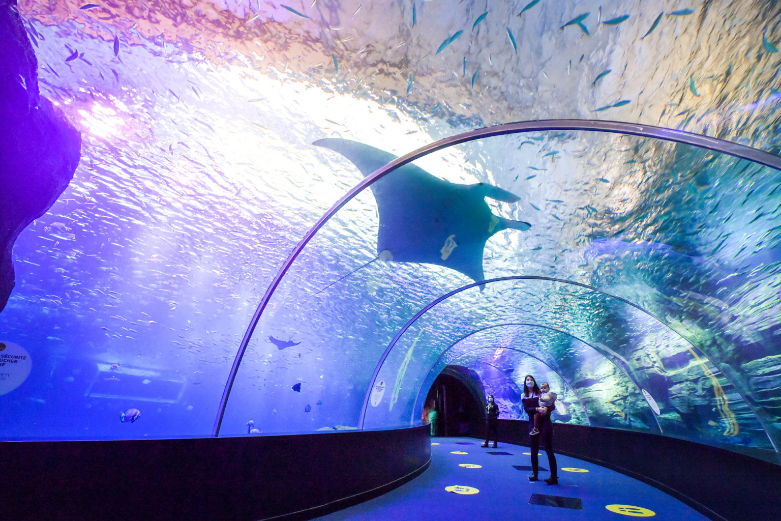 Découvrir le plus grand aquarium dEurope Nausicaá Pas de Calais