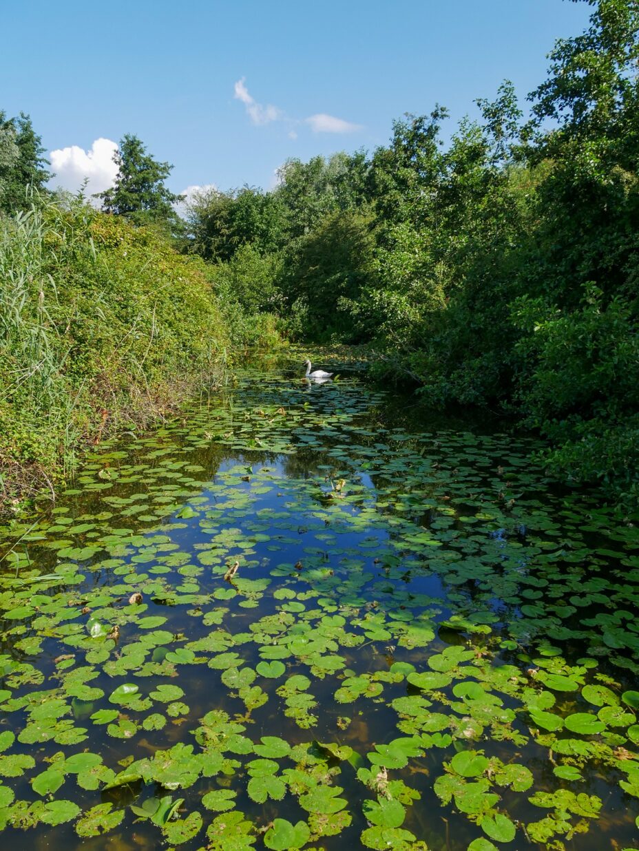 Reserve du Romelaere M ©A Chaput Pas de Calais Tourisme