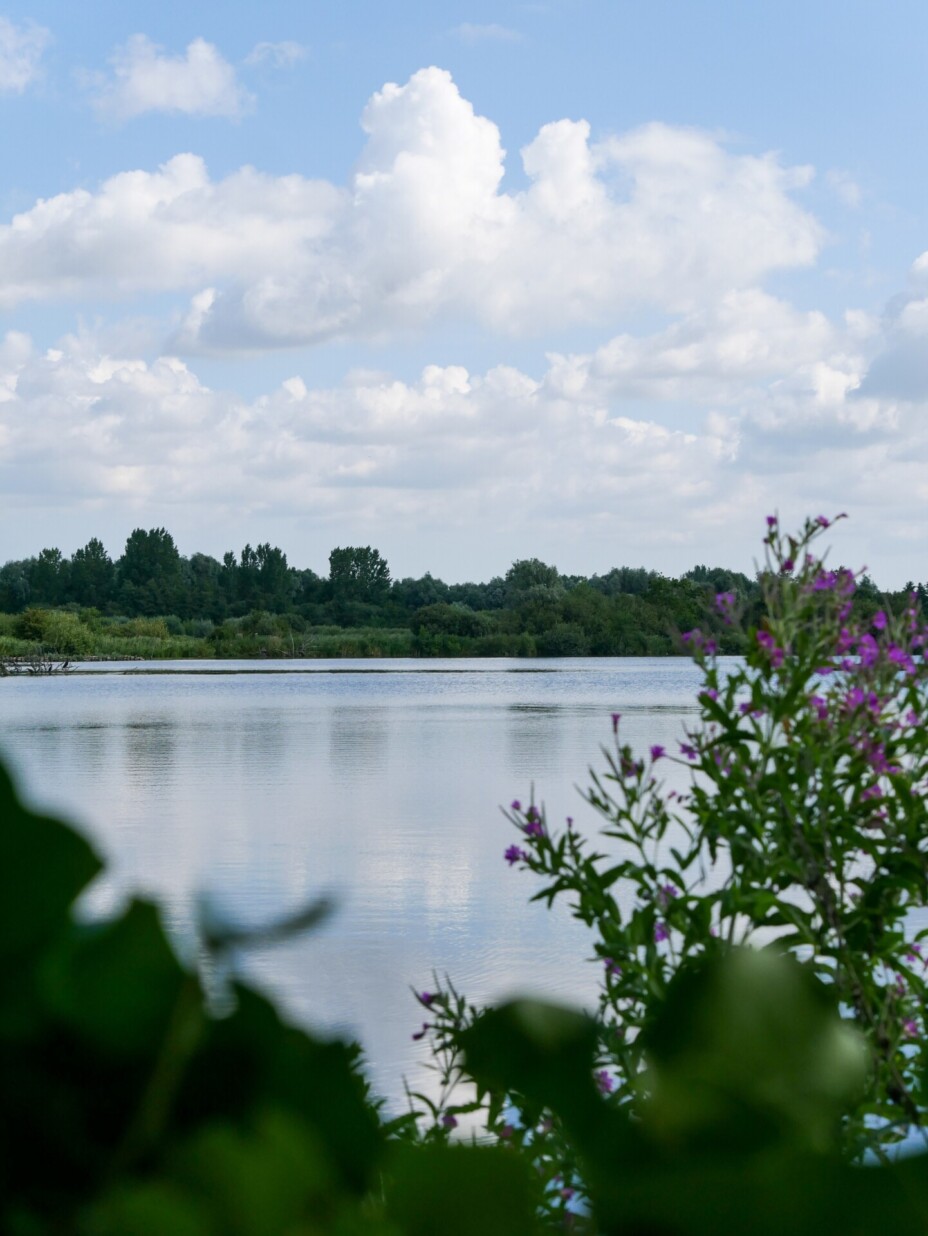 Réserve du Romelaëre M ©A Chaput Pas de Calais Tourisme