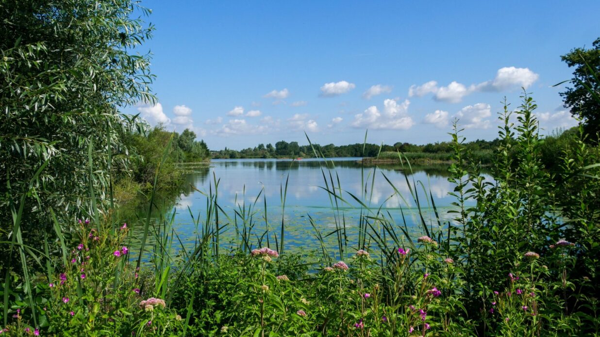 reserve naturelle romelaere clairmarais